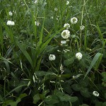 しろつめくさ（白詰草赤詰草）Trifolium repens_0 (4)