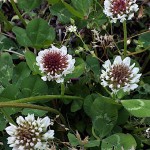 しろつめくさ（白詰草赤詰草）Trifolium repens_0 (3)