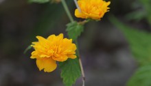 やえやまぶき（八重山吹）Kerria japonica cv. Plena_0 (2)