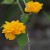 やえやまぶき（八重山吹）Kerria japonica cv. Plena_0 (2)