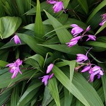 しらん（紫蘭）Bletilla striata_0 (0)