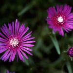 デロスペルマ・クーペリ delosperma cooperi_0 (2)