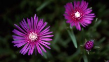 デロスペルマ・クーペリ delosperma cooperi_0 (2)