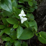 ときわつゆくさ（常磐露草）Tradescantia fluminensis_0 (4)