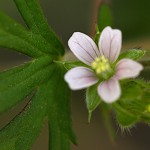 059.アメリカふうろ （亜米利加風路）Geranium carolinianum_0 (2)