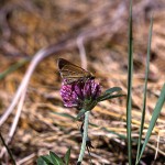 あかつめくさ （赤詰草、紫詰草）Trifolium pratense_0 (5)