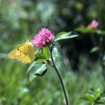 あかつめくさ （赤詰草、紫詰草）Trifolium pratense_0