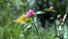 あかつめくさ （赤詰草、紫詰草）Trifolium pratense_0