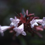 はなぞのつくばねうつぎ（花園衝羽根空木）Abelia × grandiflora_0