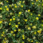 こめつぶつめくさ（米粒詰草）Trifolium dubium_0 (1)