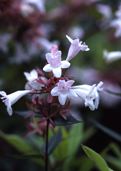 はなぞのつくばねうつぎ（花園衝羽根空木）Abelia × grandiflora_0 (1)