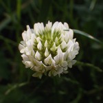 しろつめくさ（白詰草赤詰草）Trifolium repens_0 (1)