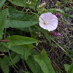 ひるがお（昼顔）Calystegia japonica_0 (1)