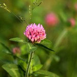 あかつめくさ （赤詰草、紫詰草）Trifolium pratense_0 (2)