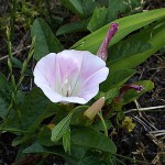 ひるがお（昼顔）Calystegia japonica_0 (2)