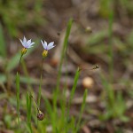 にわぜきしょう （庭石菖）Sisyrinchium rosulatum_0 (3)