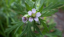 アメリカふうろ （亜米利加風路）Geranium carolinianum_0 (5)