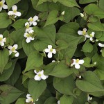 どくだみ（蕺草）Houttuynia cordata_0