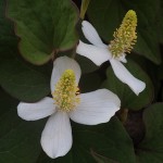 どくだみ（蕺草）Houttuynia cordata_0 (3)