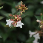 はなぞのつくばねうつぎ（花園衝羽根空木）Abelia × grandiflora_0 (3)