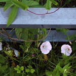 ひるがお（昼顔）Calystegia japonica_0