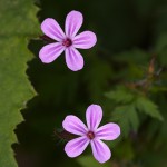 ひめふうろう（姫風路）Geranium robertianum_0 (1)