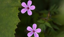 ひめふうろう（姫風路）Geranium robertianum_0 (1)