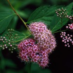 しもつけ（下野）Spiraea japonica_0