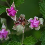 なわしろいちご（苗代苺）Rubus parvifolius_0_4