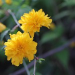 やえやまぶき（八重山吹）Kerria japonica cv. Plena_0 (3)