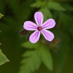 ひめふうろう（姫風路）Geranium robertianum_0