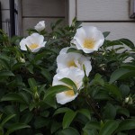 なにわいばら（浪速茨）Rosa laevigata_0