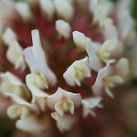 しろつめくさ（白詰草赤詰草）Trifolium repens_0 (2)