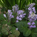 051.ばのたつなみ（小葉の立浪）Scutellaria indica var. parvifolia_3