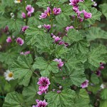 ぜにあおい（銭葵）Malva sylvestris var. mauritiana_0 (4)