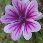 ぜにあおい（銭葵）Malva sylvestris var. mauritiana_0 (3)