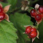 なわしろいちご（苗代苺）Rubus parvifolius_0 (1)