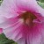 たちあおい （立葵）Althaea rosea_0 (2)