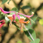 すいかずら（吸葛・忍冬）Lonicera japonica_0 (5)