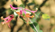 すいかずら（吸葛・忍冬）Lonicera japonica_0 (5)