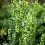 ぎしぎし（羊蹄）Rumex japonicus_0 (1)