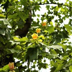 ゆりのき（百合の木）Liriodendron tulipifera_0 (2)