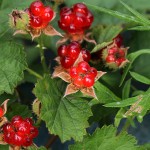なわしろいちご（苗代苺）Rubus parvifolius_0 (2)