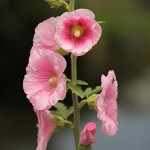 たちあおい （立葵）Althaea rosea_0
