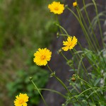 おおきんけいぎく（大金鶏菊）Coreopsis lanceolata_0 (2)