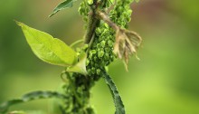 ぎしぎし（羊蹄）Rumex japonicus_0 (2)