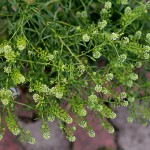 まめぐんばいなずな（豆軍配薺）Lepidium virginicum_0 (2)