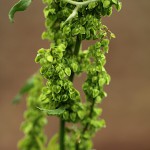 ぎしぎし（羊蹄）Rumex japonicus_0 (4)