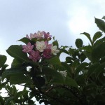 はこねうつぎ（箱根空木）Weigela coraeensis%0A_0 (4)