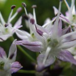 のびる （野蒜）Allium macrostemon_0 (1)